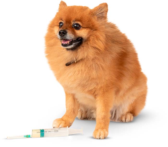 vacinas para cães
