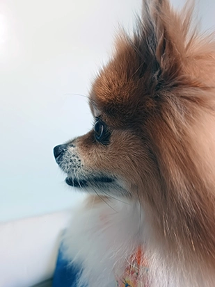 Pet real 2