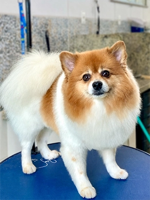 Pet real 3