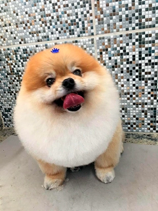 Pet real 4