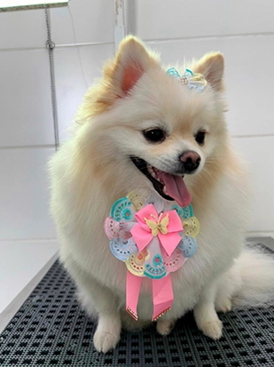 Pet real 5