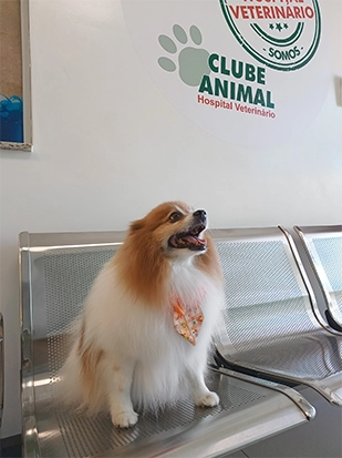 Pet real 6